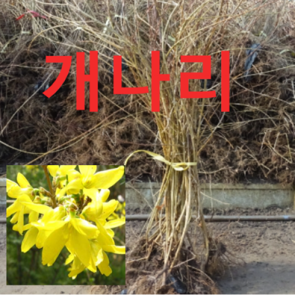  성실농원 개나리묘목 키 약100센치 20그루