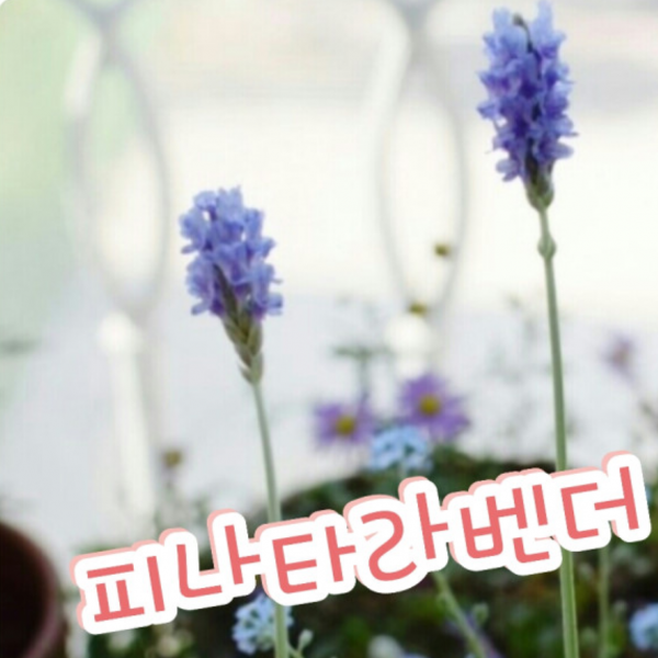 꽃나라엘리스 피나타라벤더-지중해 연안이 원산지로 상록 관목으로 자라는 다년초 허브