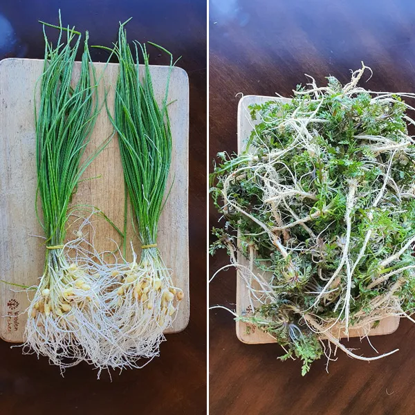 서산 봄맞이 햇냉달세트 냉이500g+달래150g 단품