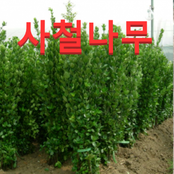 (성실농원) 사철나무 묘목 키100센치 8그루