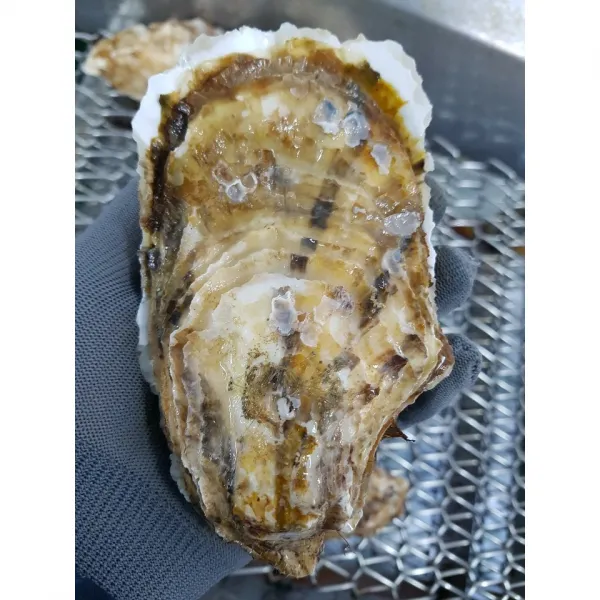 맛이 정말 좋은! 오계절수산 개체굴(삼배체), 10kg