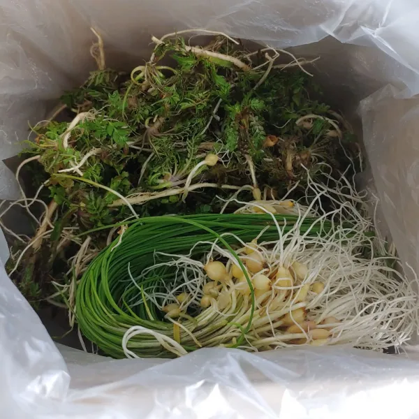 서산 햇봄나물/햇냉이 500g+ 햇달래150g내외