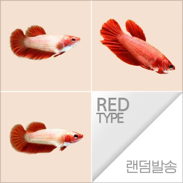 열대어) 하프문베타 레드색 암컷 (키우기쉬운물고기 초보자용관상어)