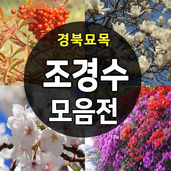 [경북농원] 조경수(가로수용/울타리용) 나무묘목 종합모음전, 18-1.꽃잔디_홍솔 50포트, 1개