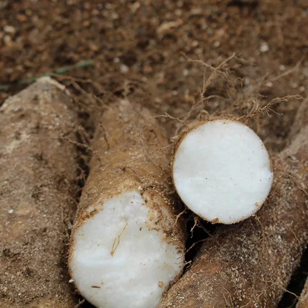 산지직송 안동 참마 생마 장마 알뜰마5kg 1박스 5kg