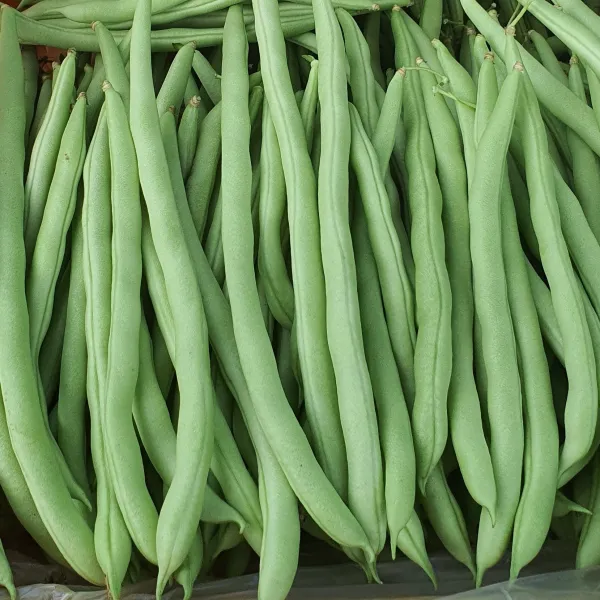 보령댐 그린빈스 베트남, 1박스, 1kg
