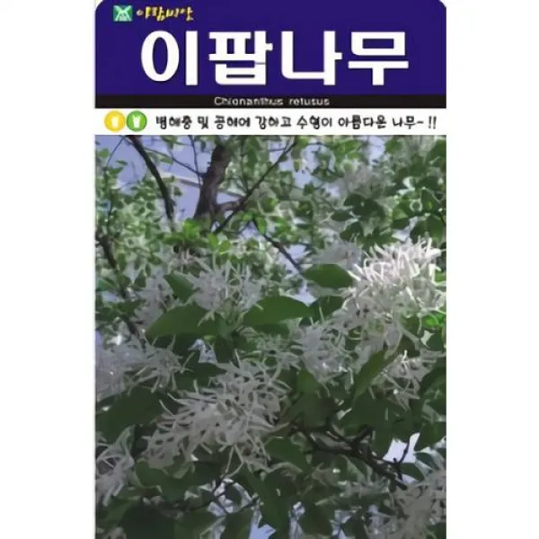 병해충 및 공해에 강하고 수형이 아름다운 나무 이팝나무 씨앗 100립