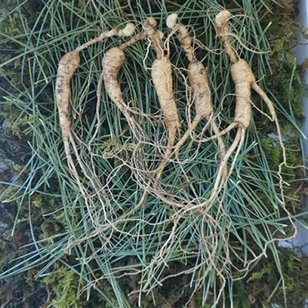 하주니 산양산삼 10년근 산양삼 산삼 강원청정삼 장뇌산삼 100%무농약 품질인증 면역력결정체 원기회복 부모님환절기보약 고급선물세트 고객만족1위 당일채취 인삼/수삼/장뇌삼, 1세트, 산양산삼 10년근 5뿌리