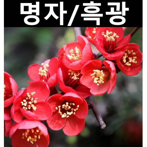 순수농원 명자 흑광 키1.5m 독립수 나무 묘목 꽃나무 정원수 공원수