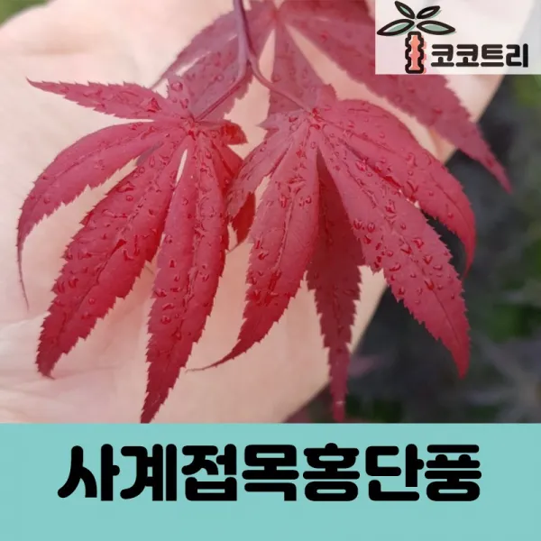 [코코트리] 사계접목홍단풍 묘목, 1개, R4cm
