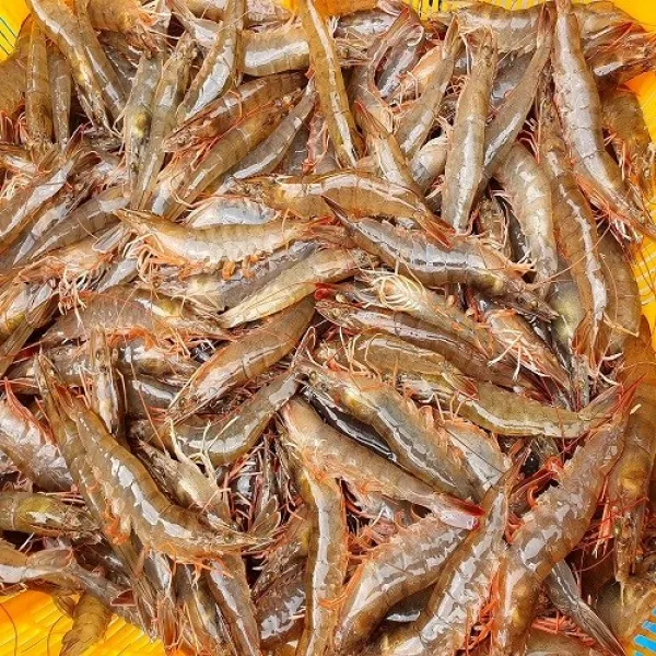 고고수산 신안새우 당일조업 왕새우 1kg (23~27미) 활새우 대하 생새우 제철수산물, 1개