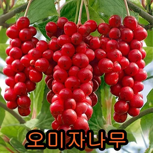 오미자2년생10그루.묘목.나무묘목.유실수.꽃나무.과실수. 오미자나무2년생10그루