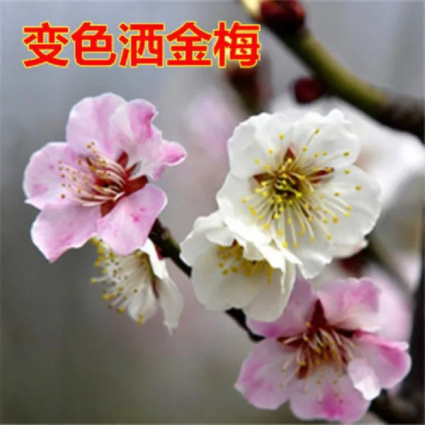 매화 묘목 분재 섣달 실내 사계절 푸르게 꽃 심고 골드 메이 6년1증정 1