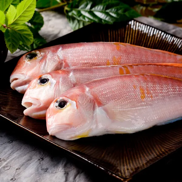 제주다 제주 참옥돔 (특대) 3kg (8-9마리), 1박스