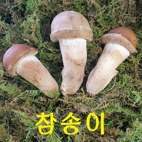 머쉬 중헌디~곡성 참송이버섯 2시전주문 내일도착/국내산 친환경 산지직송 송화버섯 1박스 참송이 미니형 1kg