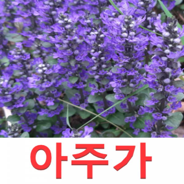 (성실D)야생화 아주가모종(포트) 10개