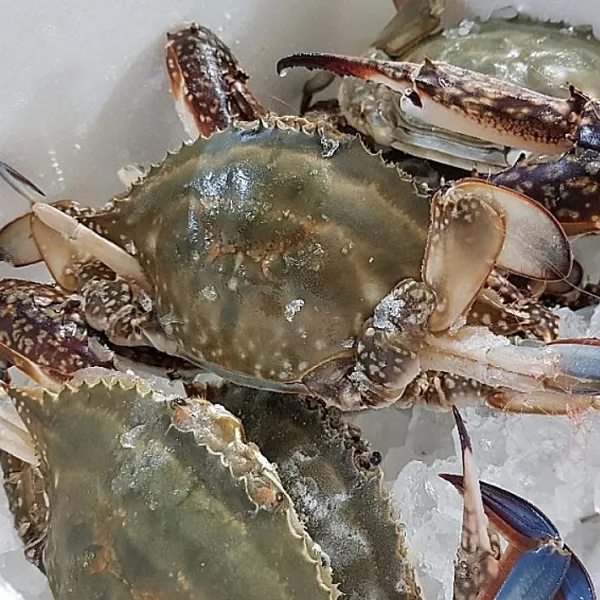 덕분이네 서해 연평도 꽃게 알배기 급냉 암꽃게 숫꽃게 신선포장 1kg 대 중 소, 암꽃게1kg, 대(2-3미)