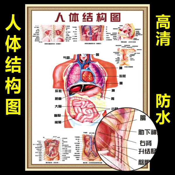 인체 구조 도 혈 위치 의학 인체 해부 이미지 내장 기관 골격 근육 구조 괘 그림 전신 인체 구조 도 24 촌 인화지