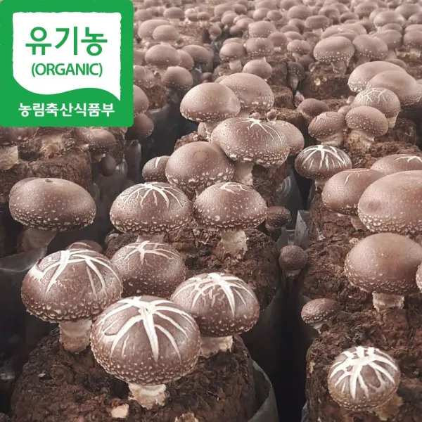 [해담은농장] 유기농 생표고버섯 1kg/4kg 국내산 참나무, 1개, 하품1kg
