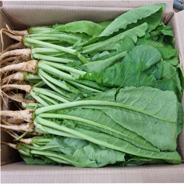 야채삼촌 열무 어린열무 4kg