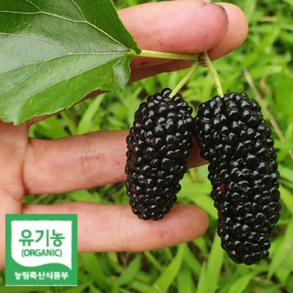 친환경유기농 햇오디 5kg / 2021년