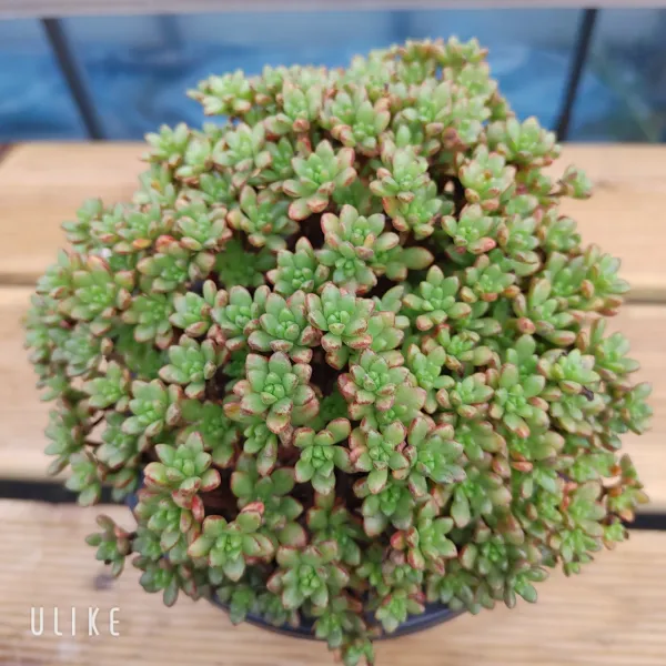  샤론다육이야기 소인제금 무지