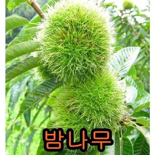 밤나무 접목1년특묘 나무 묘목 유실수 과일나무 과실수 밤나무