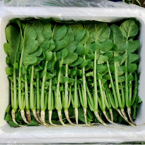 포천 싱싱팜 시원하고 아삭한 어린 열무 2kg 4kg, 1개