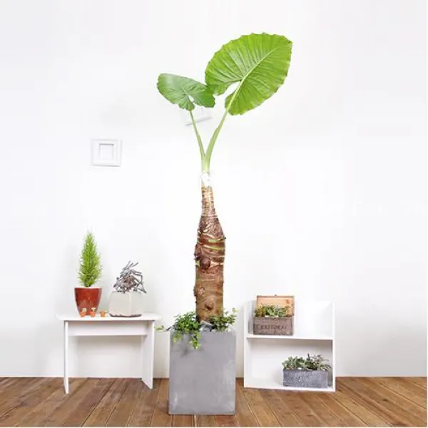 에코플랜트 대형화분 개업화분 거실인테리어화분 서울.경기 평일 당일배송 토요일 오후 일요일 주문건 월요일배송 <지방배송불가 및 영종도 가평 강화도 배송불가> 1개 06. 알로카시아 갈색