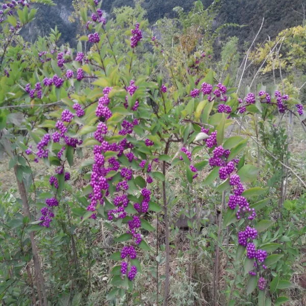 목하원예조경 좀작살나무(H1.2 개화주)