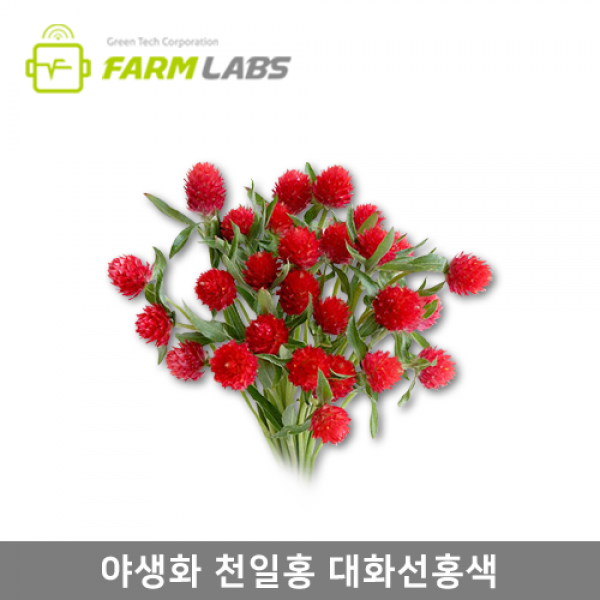 [팜랩스몰] 다농 야생화 천일홍 (대화선홍색) 100립