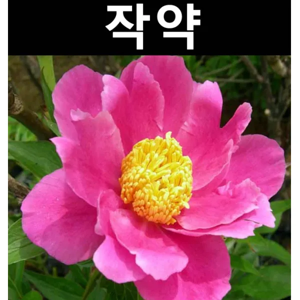 작약(함박꽃) 2~3촉(분) 3개/약용/특용수/다년초