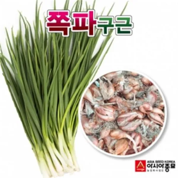 아시아종묘 국내산 쪽파종자 2020년 생산 500g 