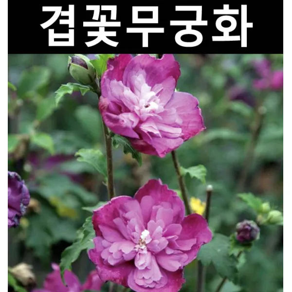 겹꽃무궁화(퍼플러플스) 삽목3년 개화주 화분/나무 묘목/활엽수/정원용