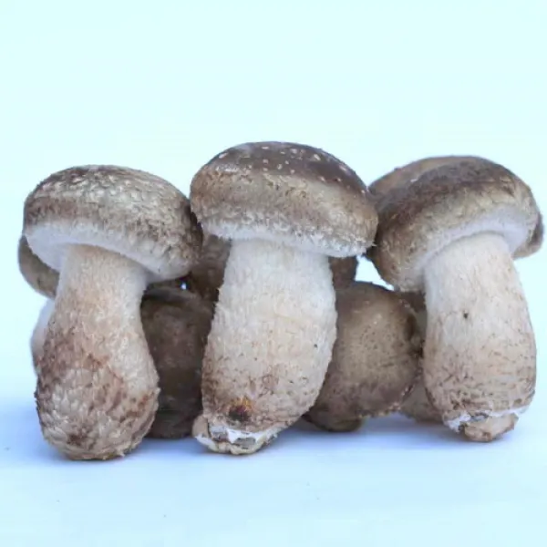 [국내산]젊은농부 송화버섯 1키로 면역력 최고 500g 9900원 1kg 2kg특가 노마진 세일 농장직영 맛과향 비교불가 당일수확 실속형 영웅버섯 쿠팡특별할인 /