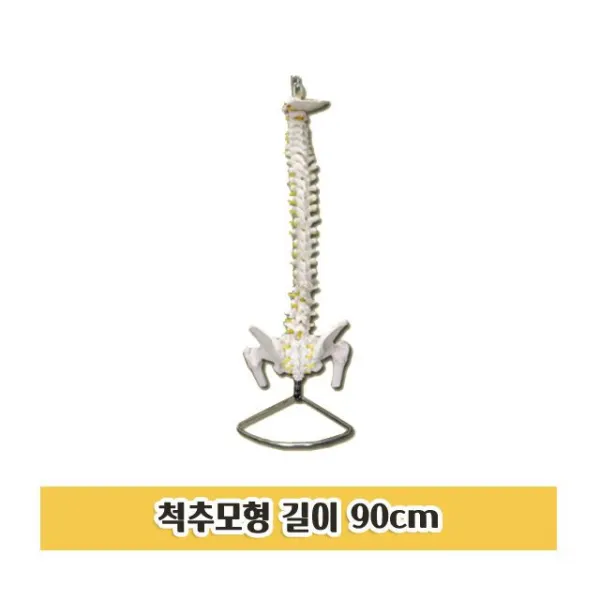 P22 척추모형 길이 90cm 실습 진료실 척추 뼈 모형, 상점럭키주니 1