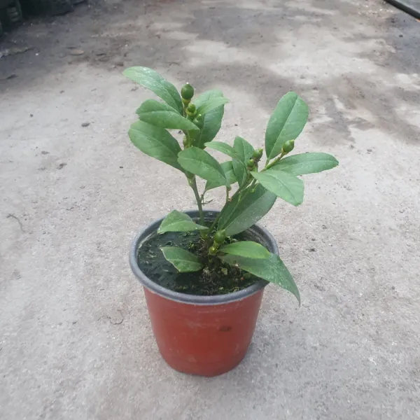 꽃백화점 열매달린 레몬나무 소품 공기정화식물 과실수 15~30cm 49