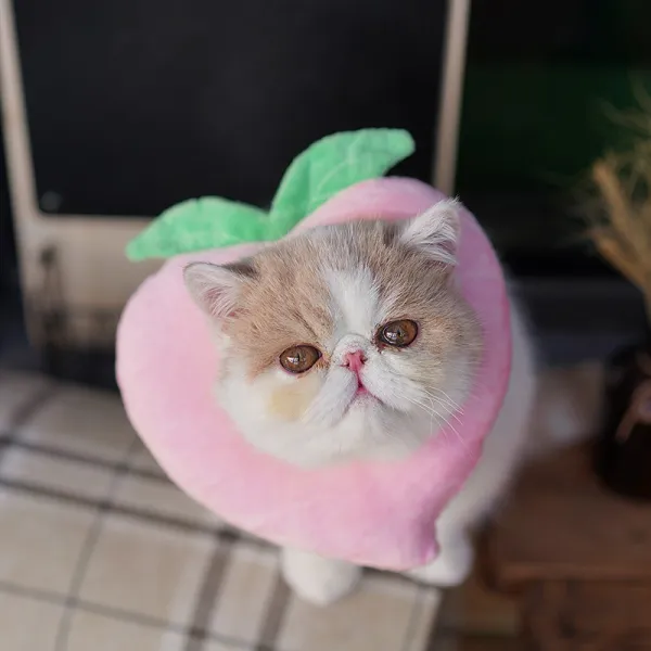 고양이 치욕 튜브 엘리자 화이트 권고양이 소프트 천목걸이 목토시 방지 핥다 불임 뒤용품 큐트 넥 워머 수밀도 목걸이 L적합 713근