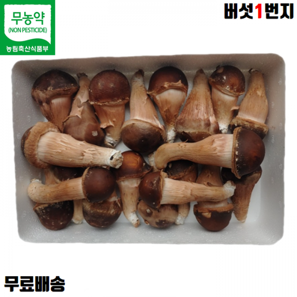 버섯1번지 장흥 무농약 정품 참송이버섯 1kg 상품