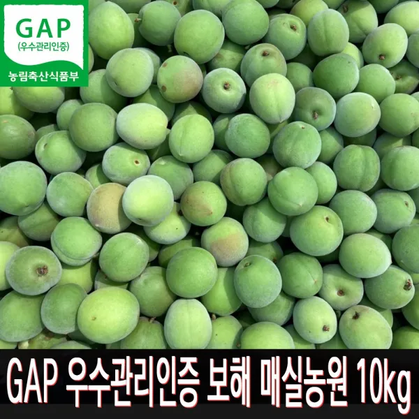 GAP인증 땅끝해남 보해매실농원, 1박스, 중사이즈 (22mm내외)