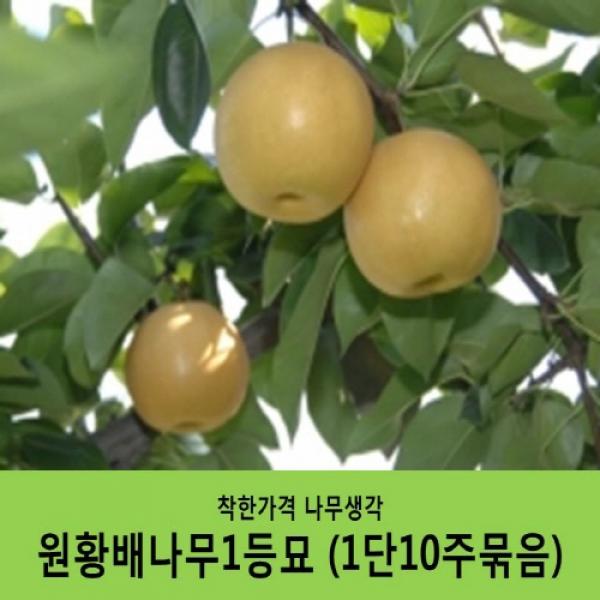 착한가격 나무생각 배나무묘목 묶음상품 원황배1등묘 1단10주묶음 