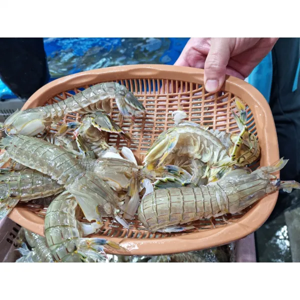 국내산 자연산 갯가재 쏙가재