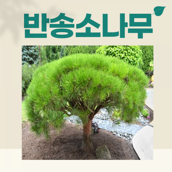 푸른묘목농원 반송 둥근소나무 5년생분묘