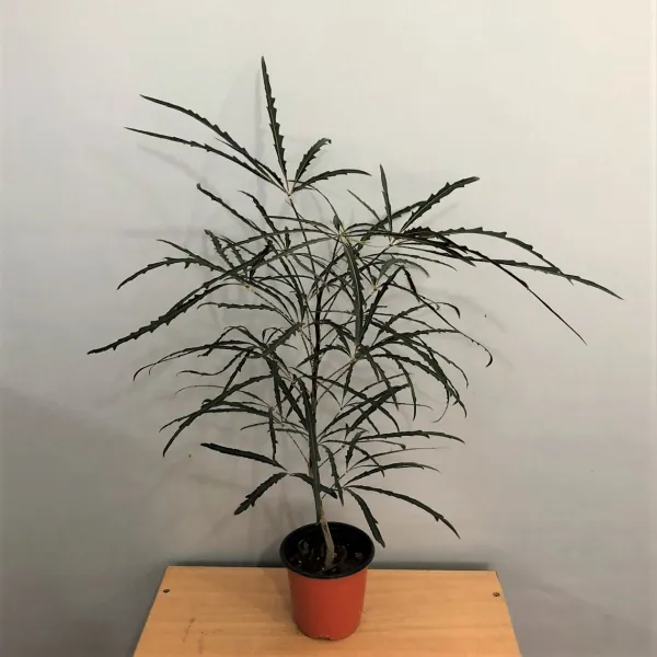  희희낙락플라워 아라리아 소품