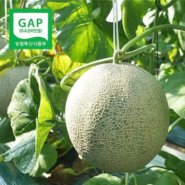 [GAP인증]나주 세지농협 세론이 메론/멜론 5kg 3~4수 특품, 없음, 상세설명 참조