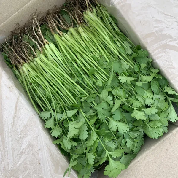 국내산 장인이 만든 고수 2kg / 포천 싱싱팜, 고수 1kg