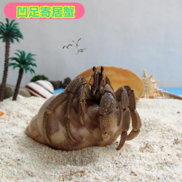 기생게 딸기 회백 반 팔 민물 기거 게 애완동물 관상 망 홍 소 총살 생체초대, 34센치