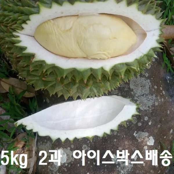 알찬속 향가득 푸얏냉 동통 두리안 5kg2과 짜리 몬통 생두리안 생망고 냉동 깐두리안, 옵션명, 알찬속 향가득 푸얏냉동통두리안 5kg(2과짜리
