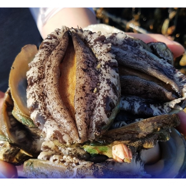 당일 채취부터 포장까지~ 완도 전복 1kg (생산자 산지직송), 18~20미