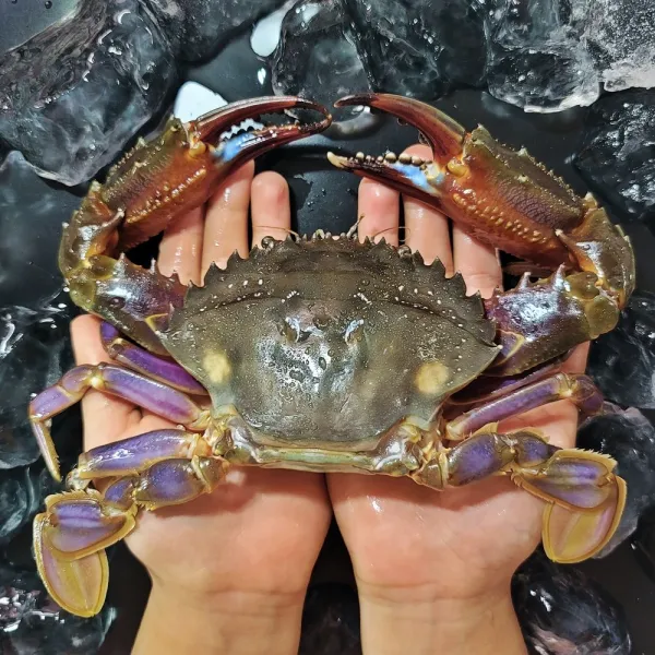 신안 돌게 급냉 박하지 민꽃게 벌떡게 게장용 돌게장 소중대 3kg, 대 - 3KG (숫게만)